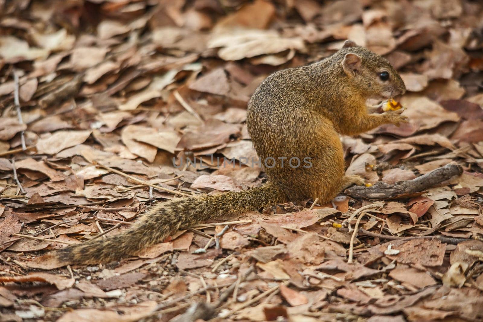 Smith's Bush Squirrel (Paraxerus cepapi) 14878 by kobus_peche