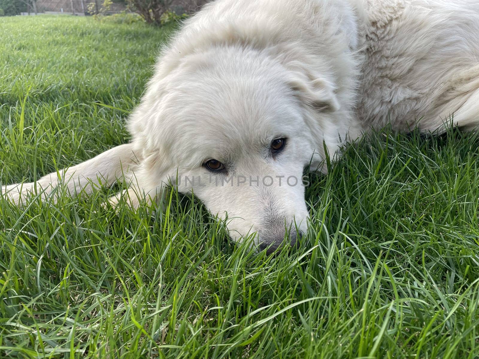 Maremma Sheepdog lies on a green lawn, a pet.