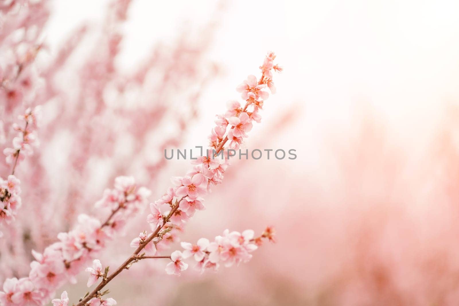 A peach blooms in the spring garden. Beautiful bright pale pink background. A flowering tree branch in selective focus. A dreamy romantic image of spring. Atmospheric natural background.