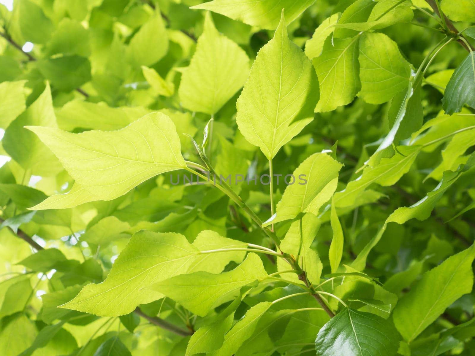 New life and nature concept. Fresh green leaves spring as background. Natural and freshness wallpaper. Green nature background. Closeup view of green leaf under sunlight.