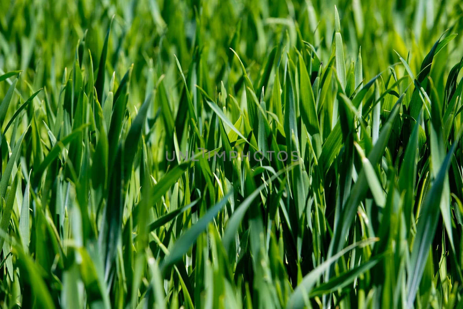 Young green wheat sprouts on field. Agriculture farm. Selective focus.