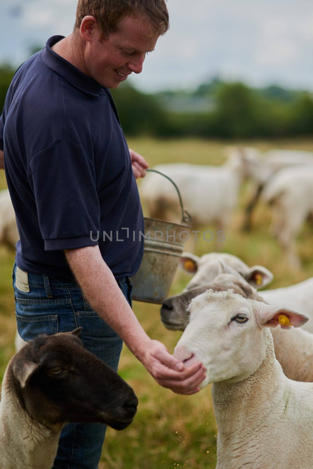 Agriculture, sheep and feed with man on farm field for help, sustainability and animal care. Labor, ecology and summer with male farmer in countryside meadow for livestock, lamb and pasture.