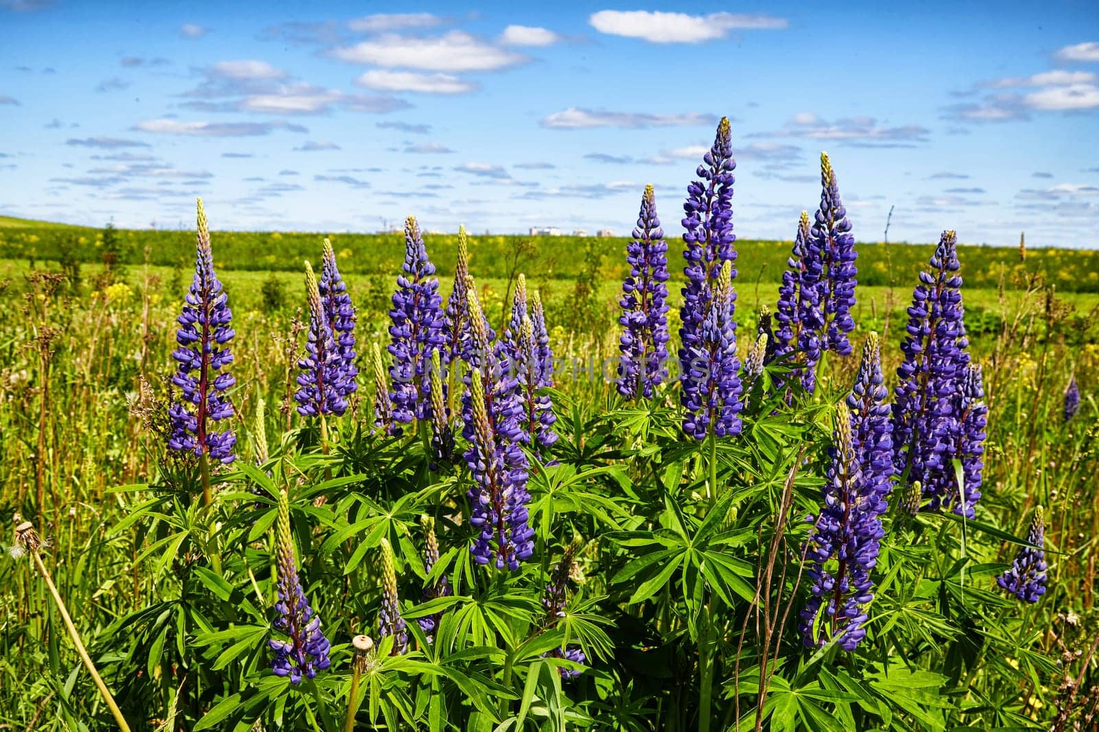 Nature and landscape with green meadow or field, purple lupine flowers in foreground and blue sky with clouds in the background. Time of spring or early summer