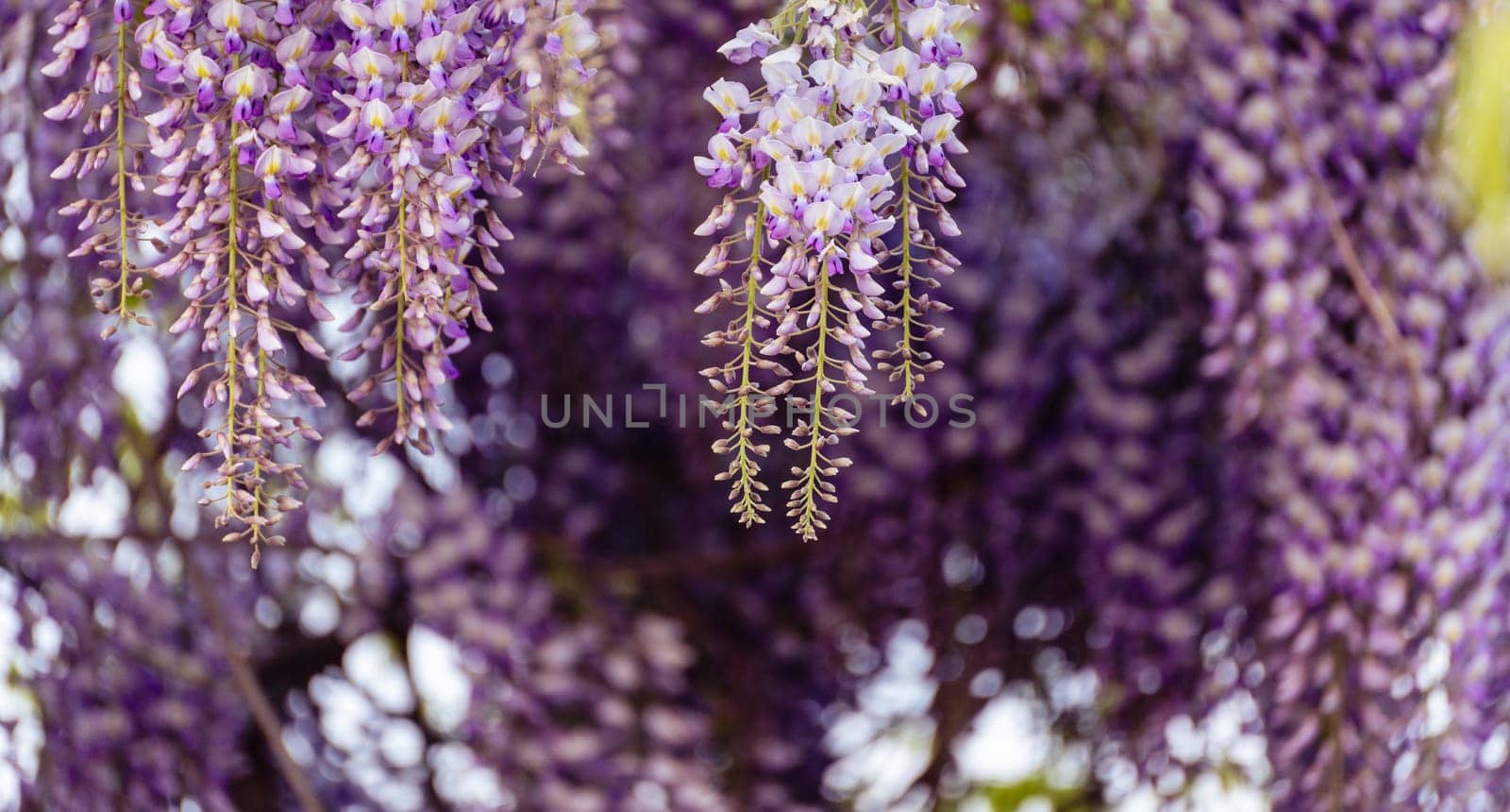 Blooming Wisteria Sinensis with scented classic purple flowersin full bloom in hanging racemes closeup. Garden with wisteria in spring.