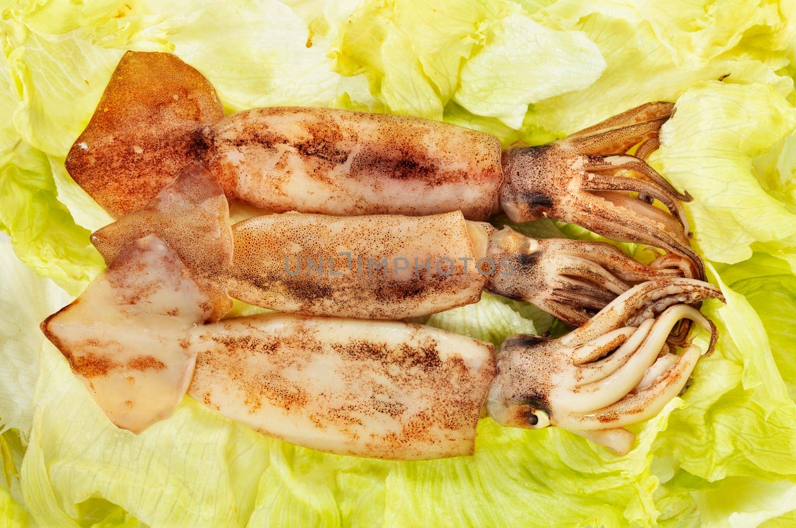Three uncooked  European flying squid on salad background ,fresh uncooked fish
