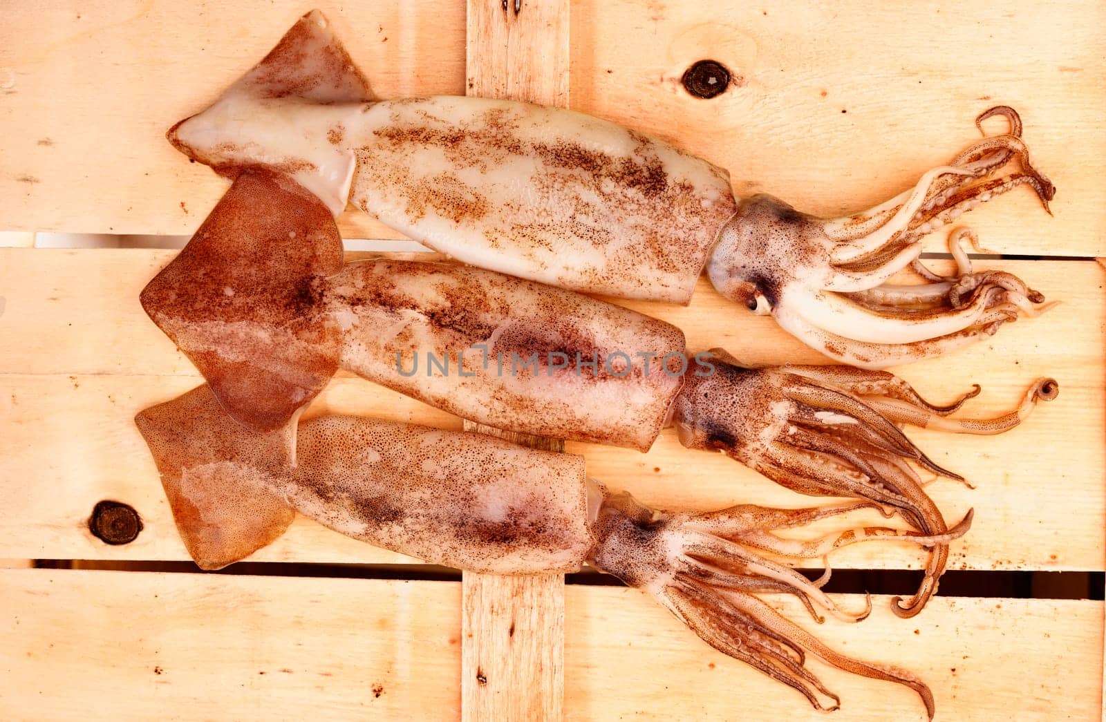  Flying squid fish on wooden background by victimewalker