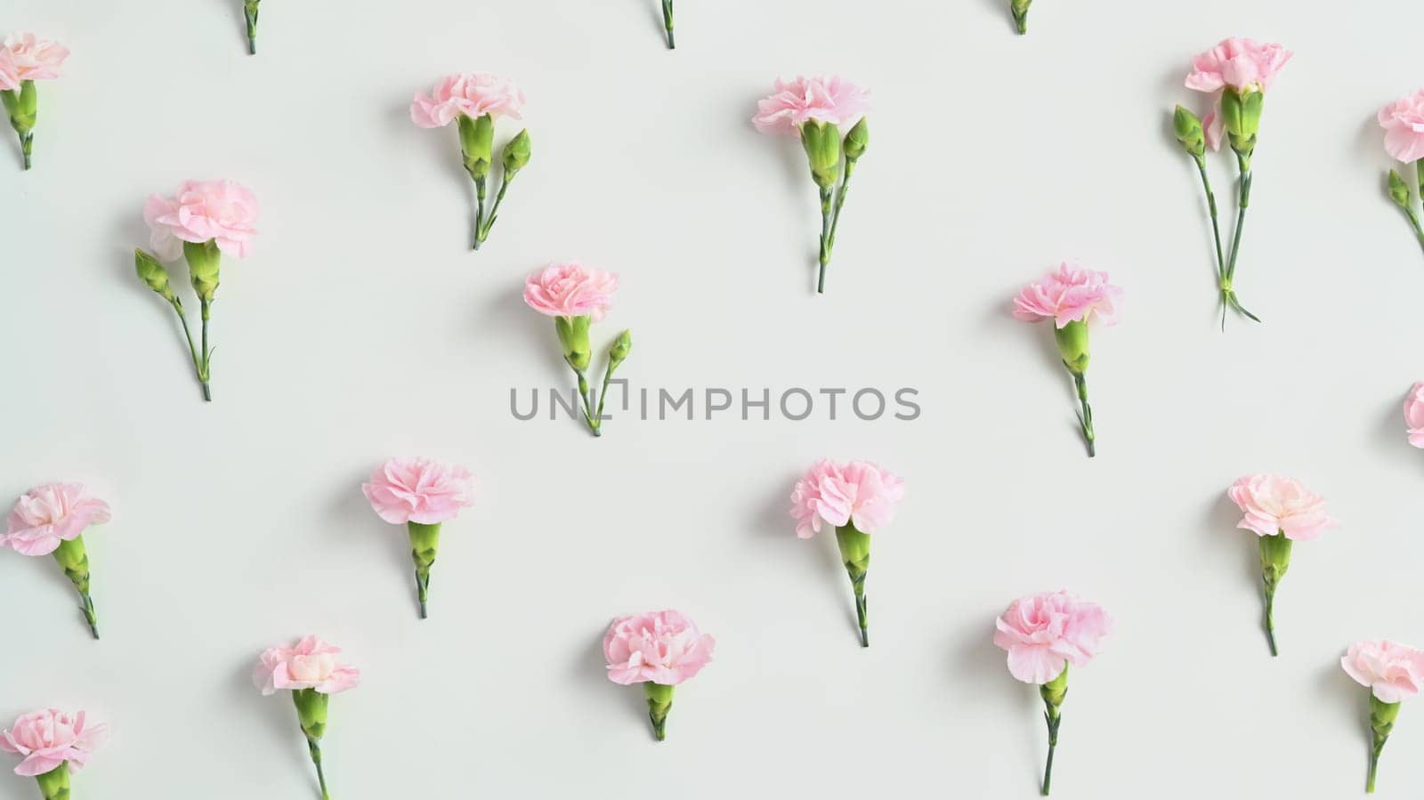 Flowers composition, spring floral background, flat lay, top view. Pink carnation on white background.