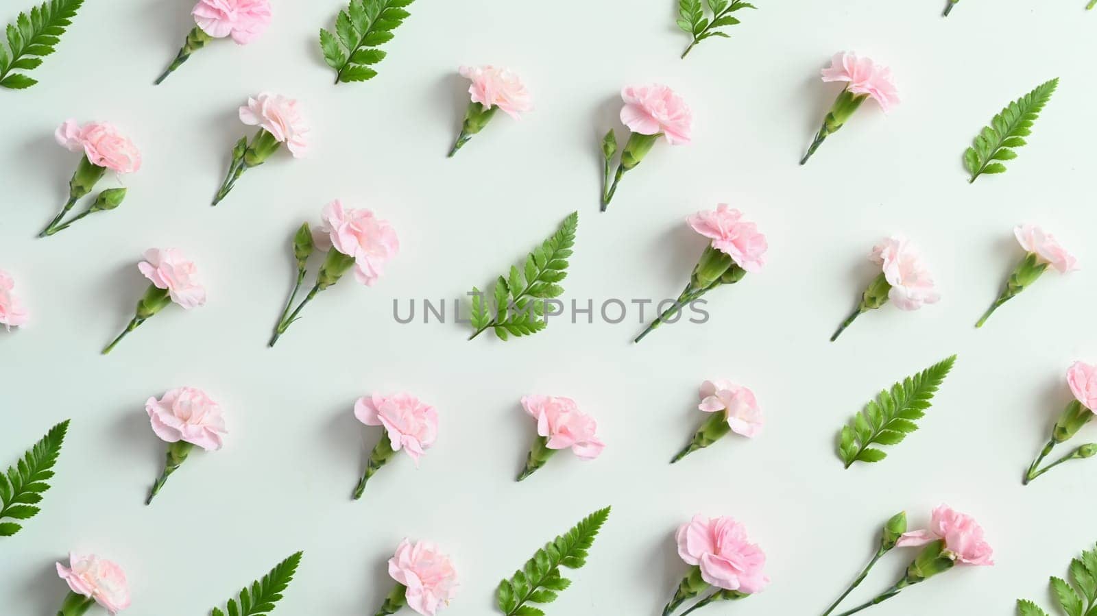 Pink carnation and fern leaves on white background. Spring floral background flowers patterns blooming for wallpaper by prathanchorruangsak