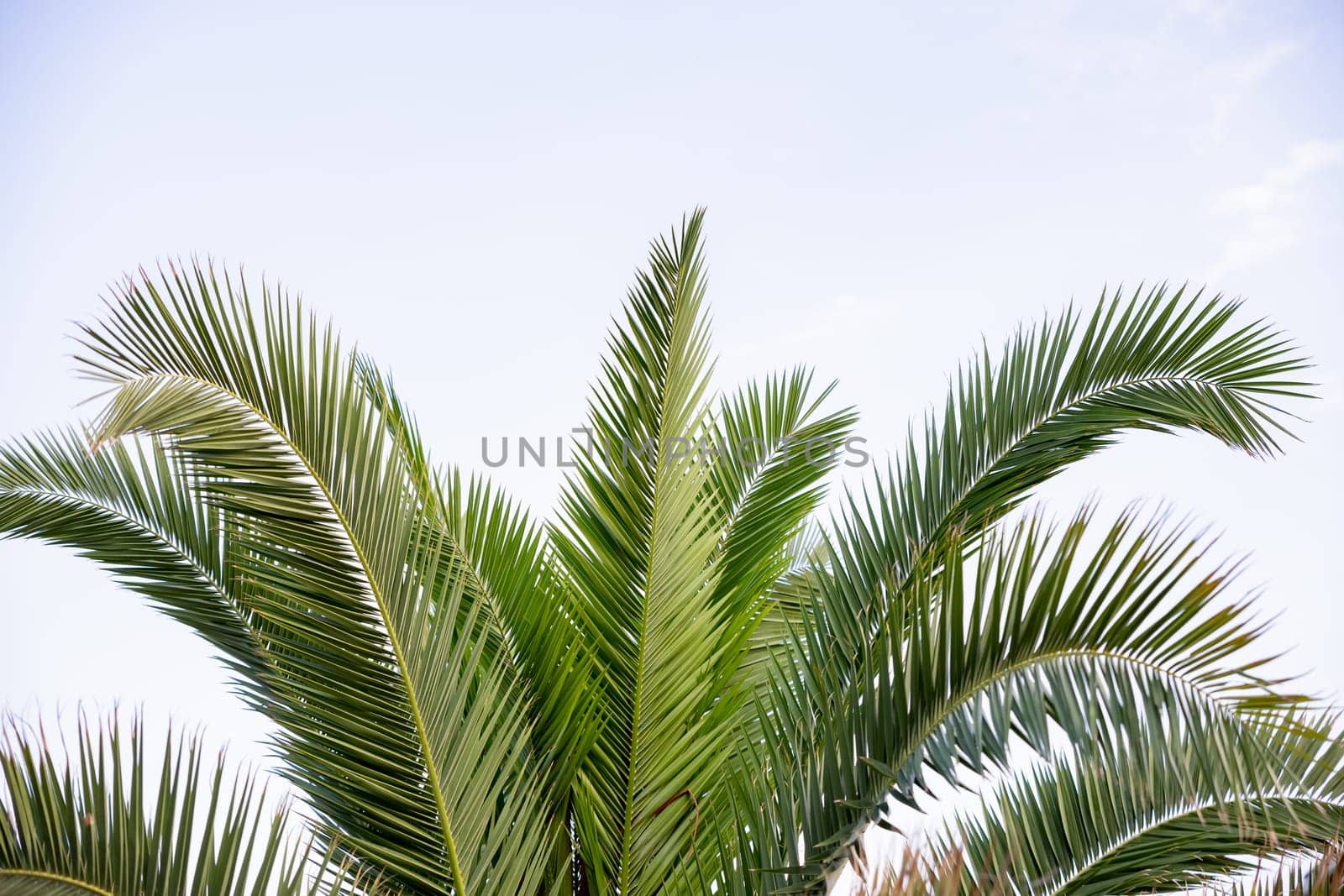 Coconut palm trees, beautiful tropical background, vintage filter