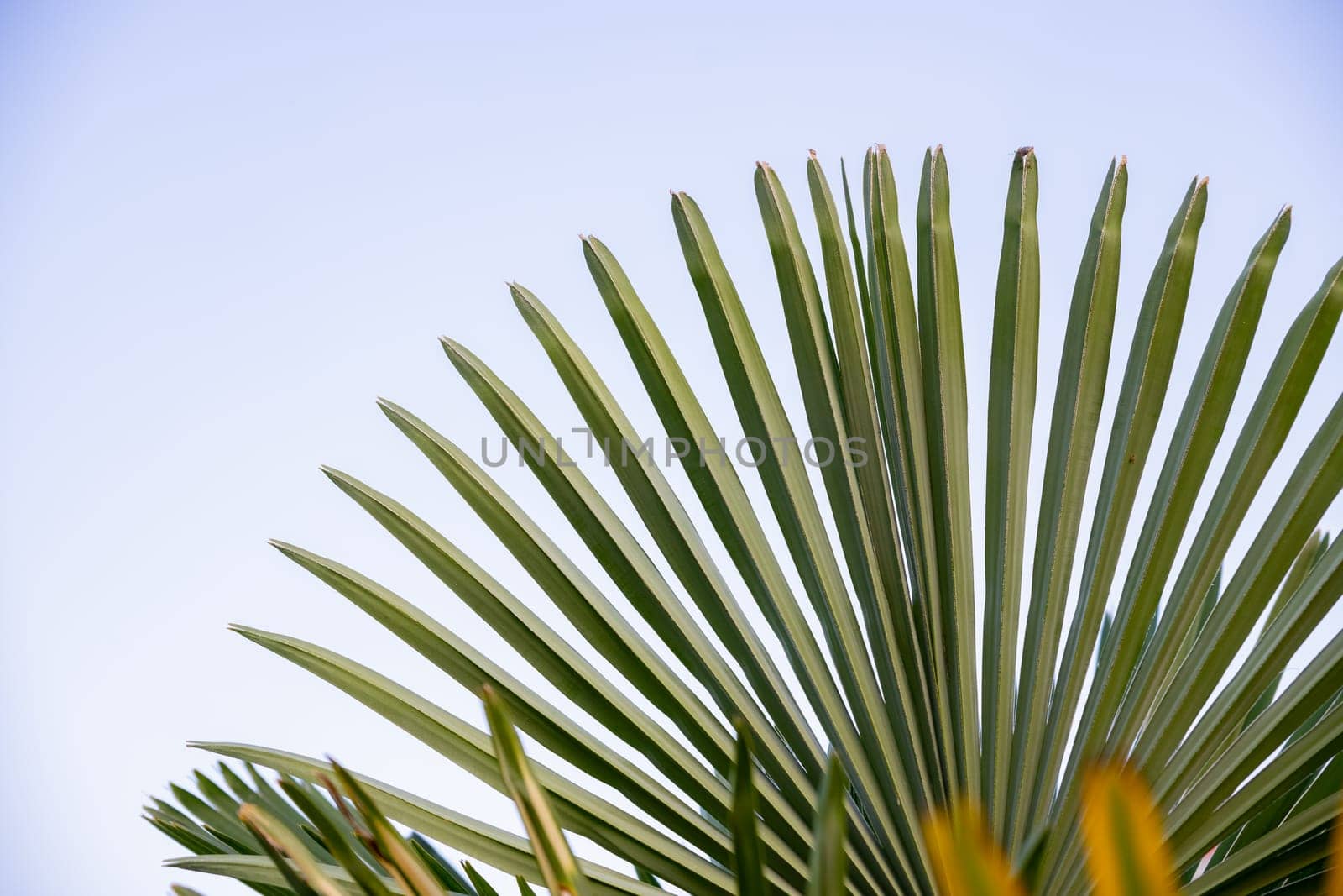 Coconut palm trees, beautiful tropical background, vintage filter