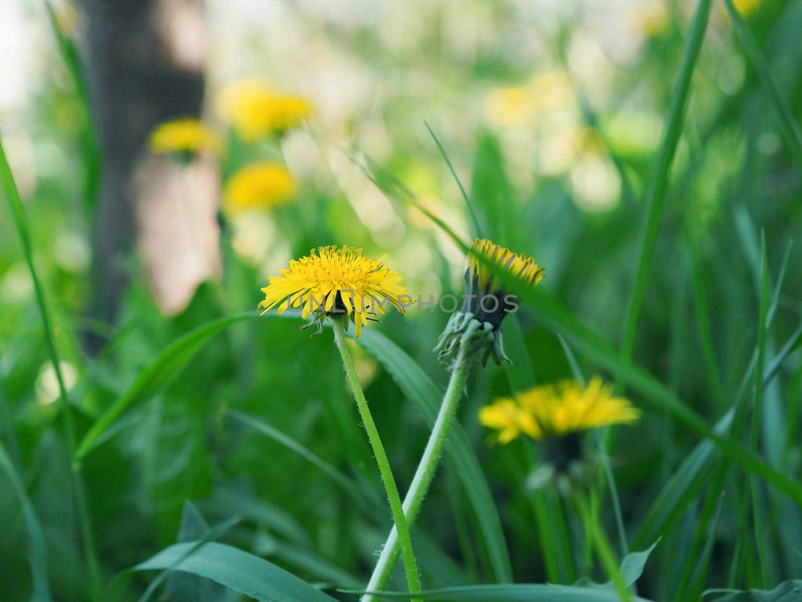 Yellow flowers of dandelions on a green background among the grass.Spring and summer background