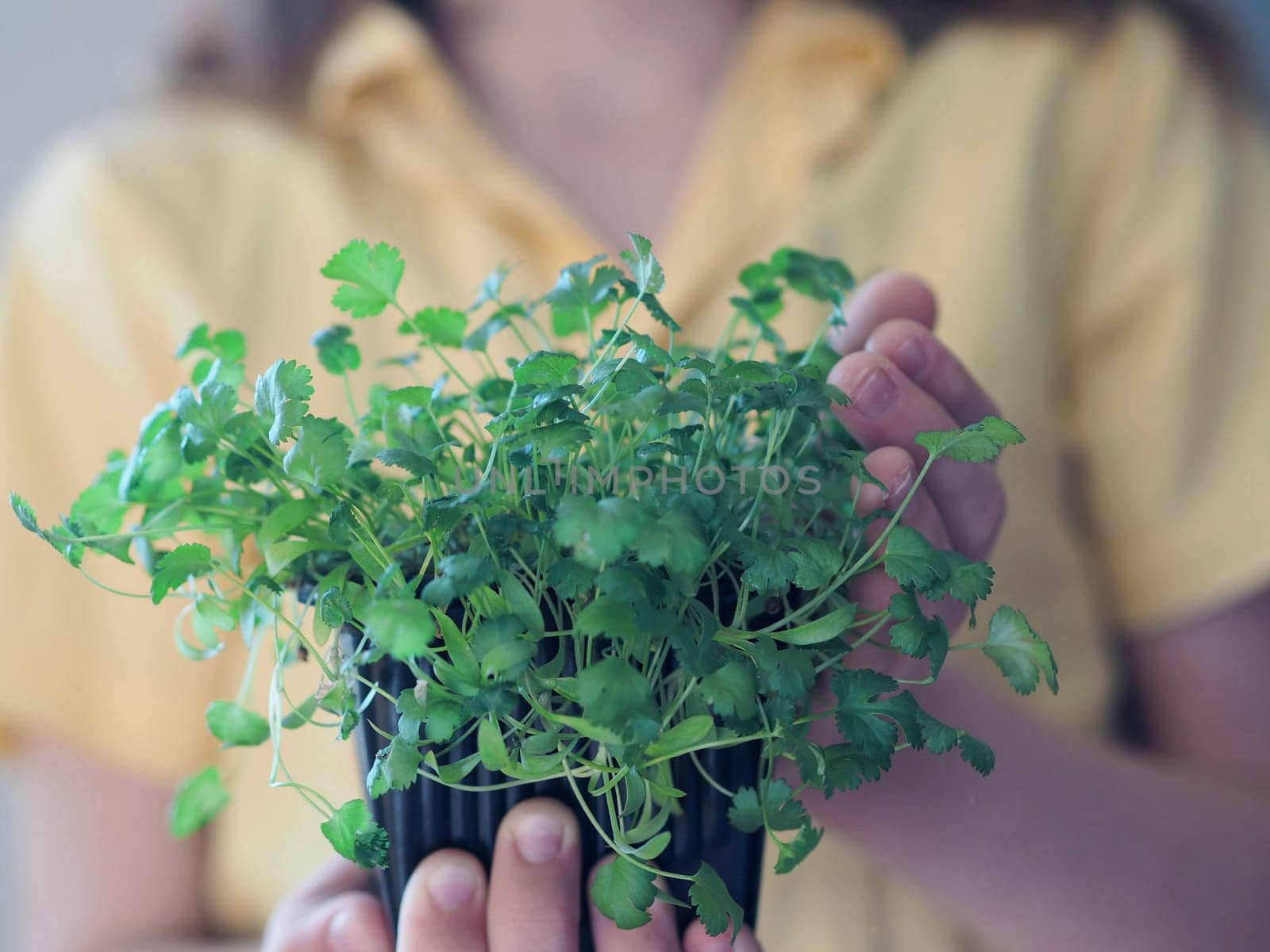 The boy is hands holding green coriander grass with earth in a small pot. The concept of nature conservation, green spaces and ecology. by TatianaPink