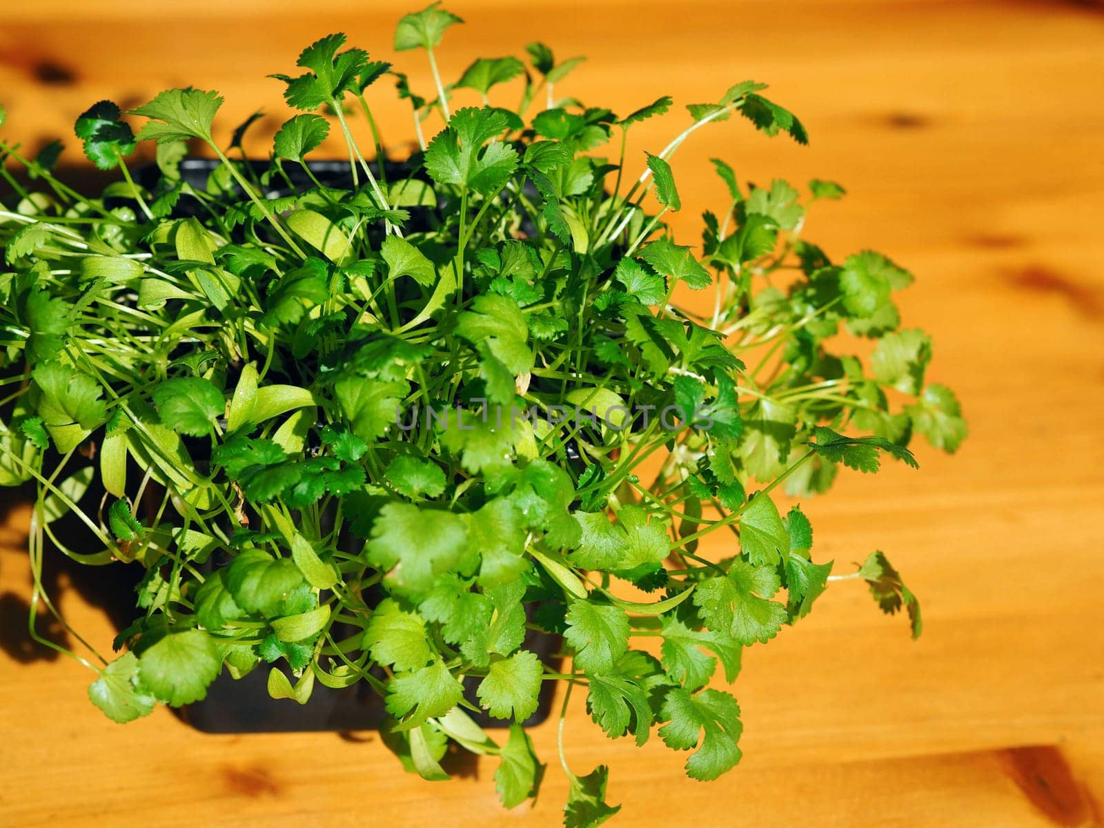 Flower small pot with microgreen seedlings on a wooden table.Healthy food and ecology concept by TatianaPink