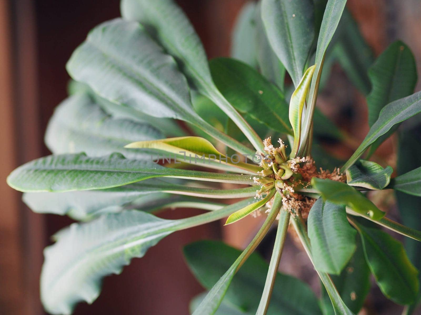 Domestic adult plant spurge white veined, with seeds. Poisonous plant. Top view. by TatianaPink