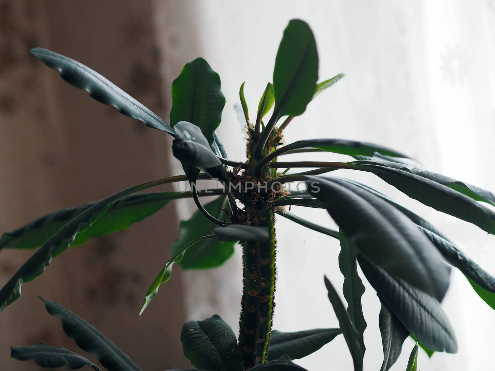 Home adult plant spurge white veined, with seeds stands near the window. Poisonous plant. Side view. by TatianaPink