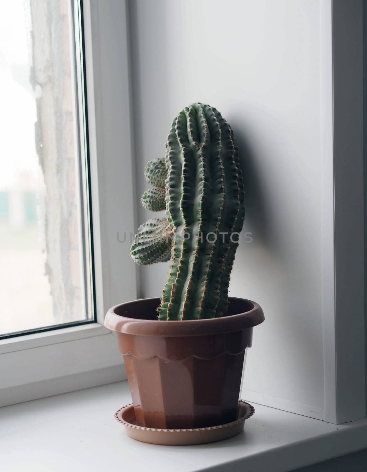 A prickly cactus grows on a window sill. Indoor plants. by TatianaPink