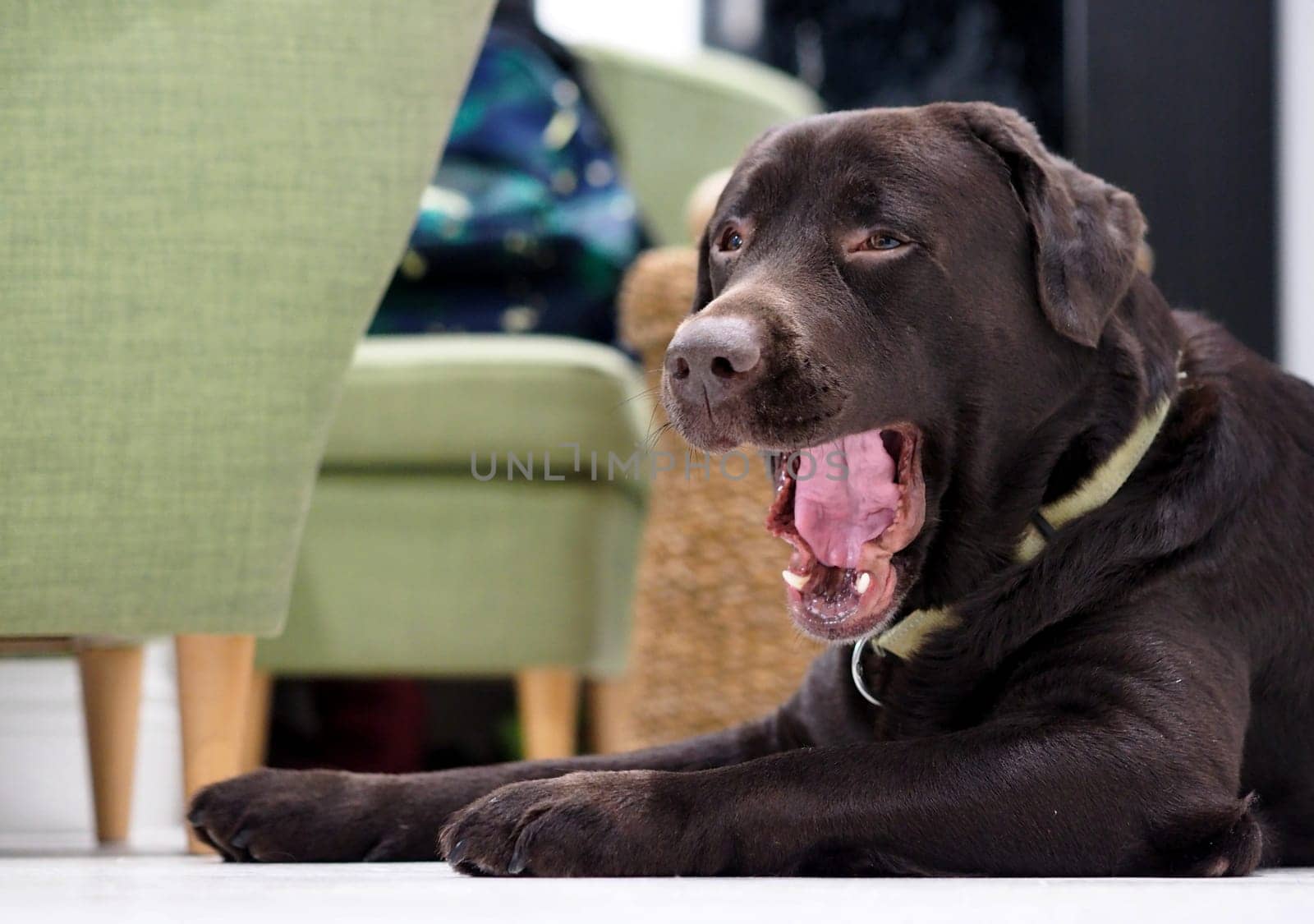 An adult chocolate labrador dog is resting on a wooden floor. The life of pets in apartments. Maintenance and care of dogs.