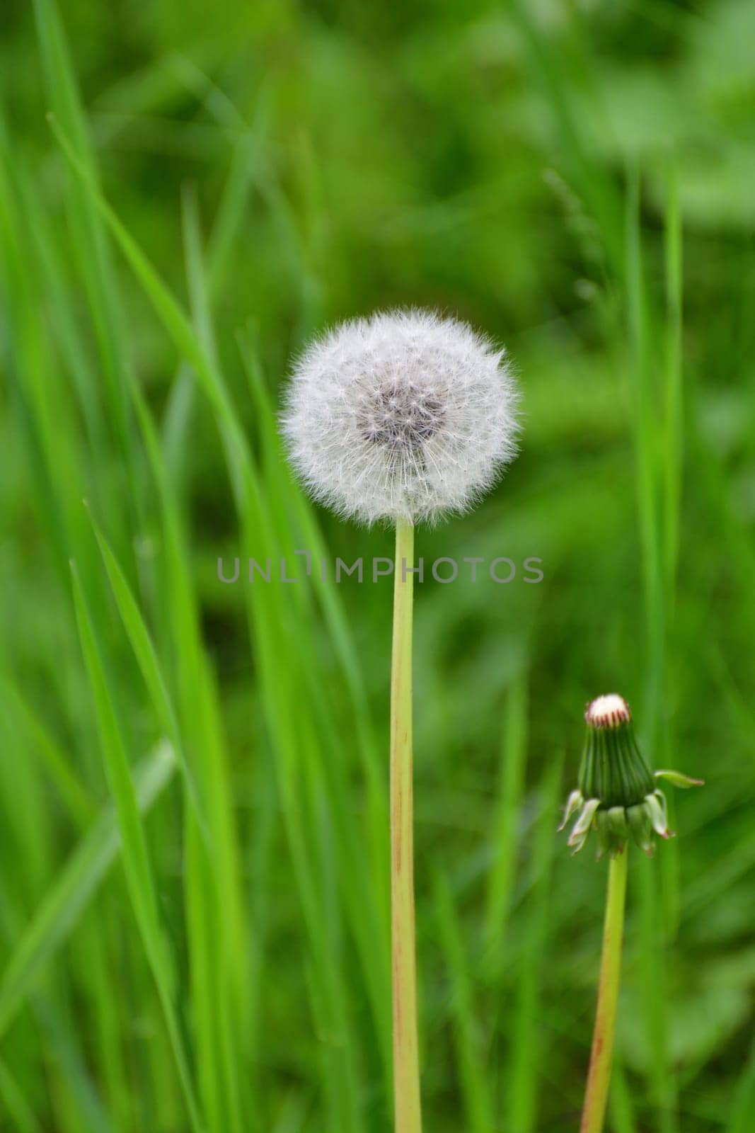 One white dandelion with seeds in meadow