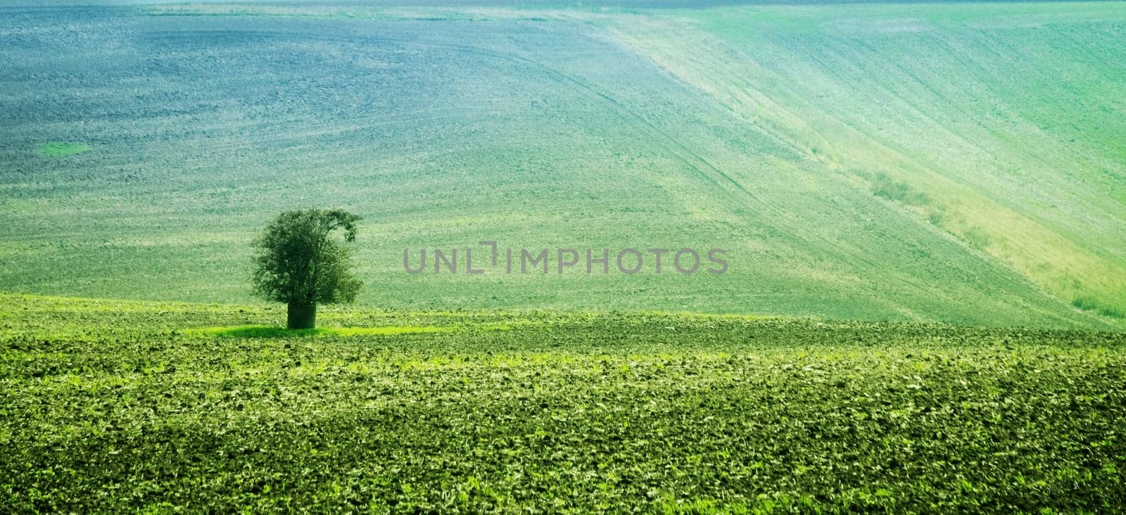 Sunshine view of lonely tree among slopes of green fields