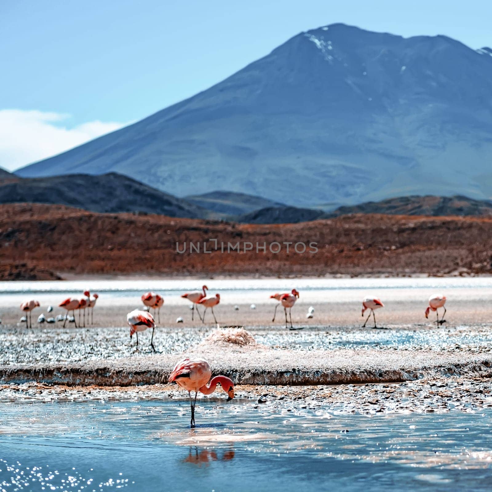 Amazing Laguna Colorada scenery with flock of beautiful flamingos by GekaSkr