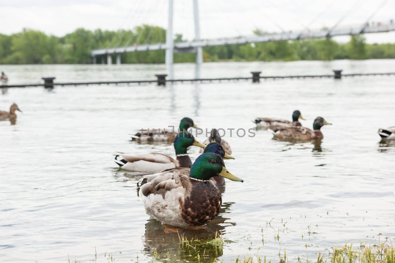 Beautiful duck at the shore of a pond, beauty summer day
