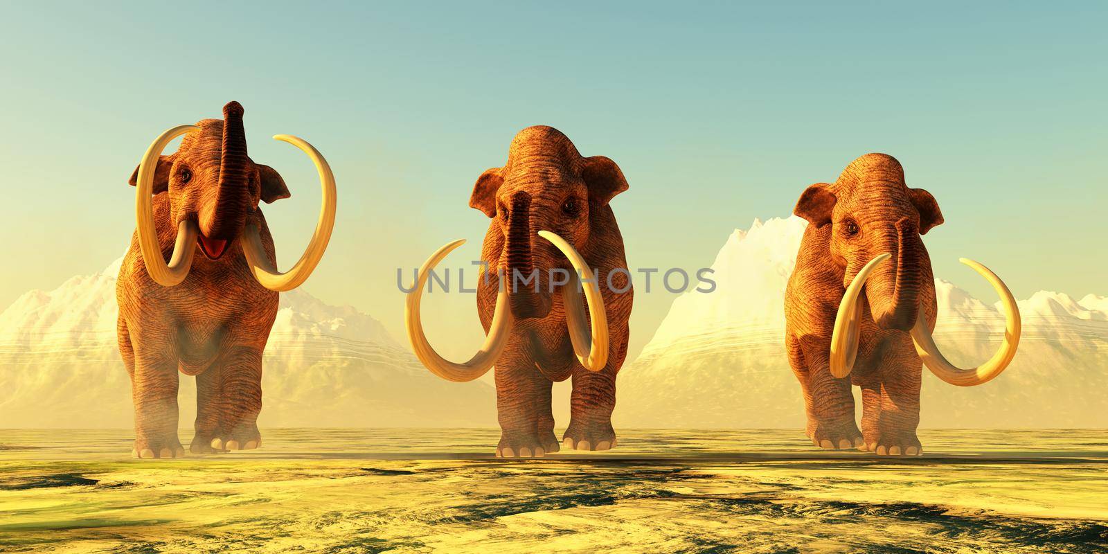A herd of Columbian Mammoths walk together during the Pleistocene Period of North America.