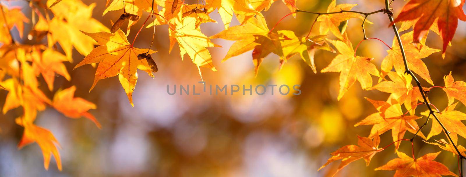 Beautiful maple leaves in autumn sunny day in foreground and blurry background in Kyushu, Japan. No people, close up, copy space, macro shot.