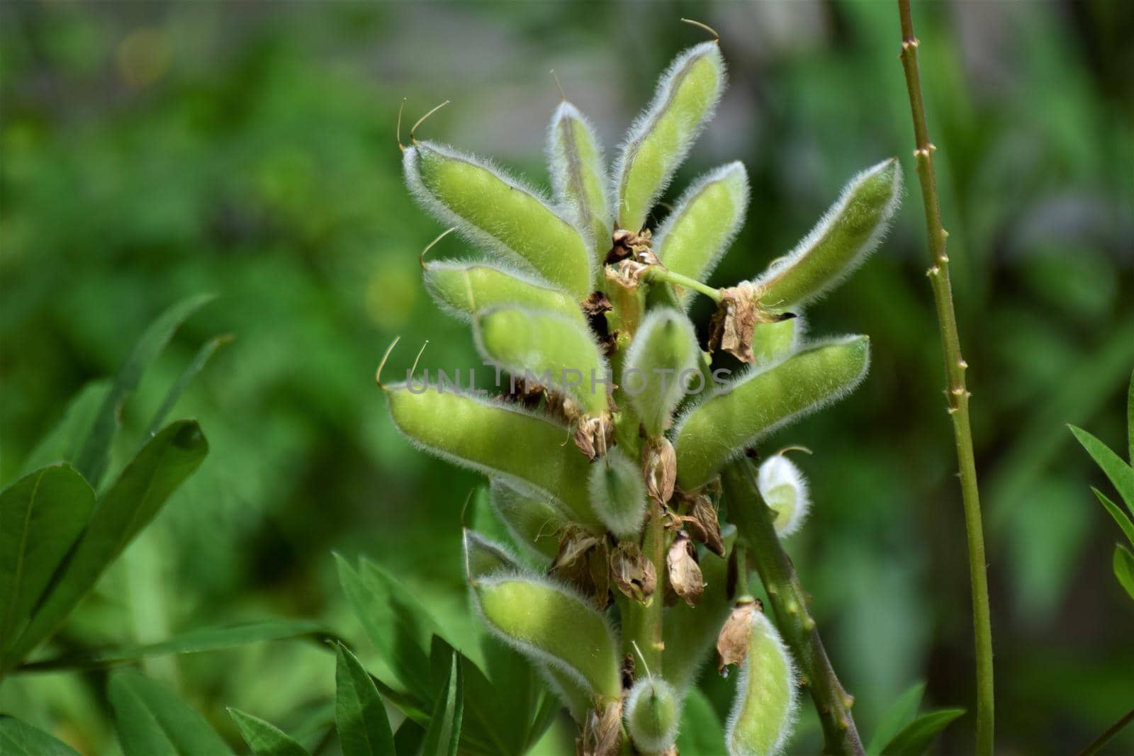 Close up of green lupine pods against a blurred background by Luise123