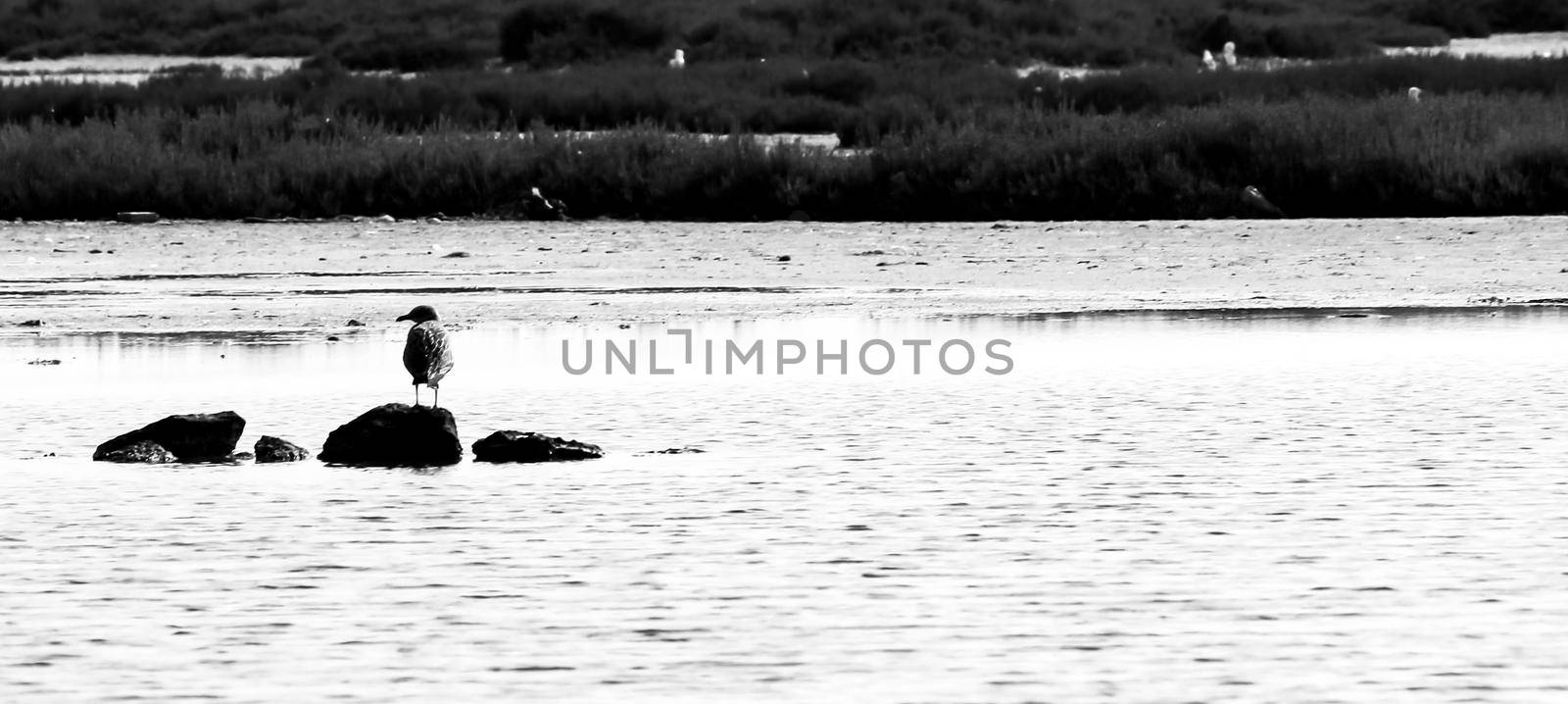 Seagull resting on rock at La Manga del Mar Menor wetlands by soniabonet