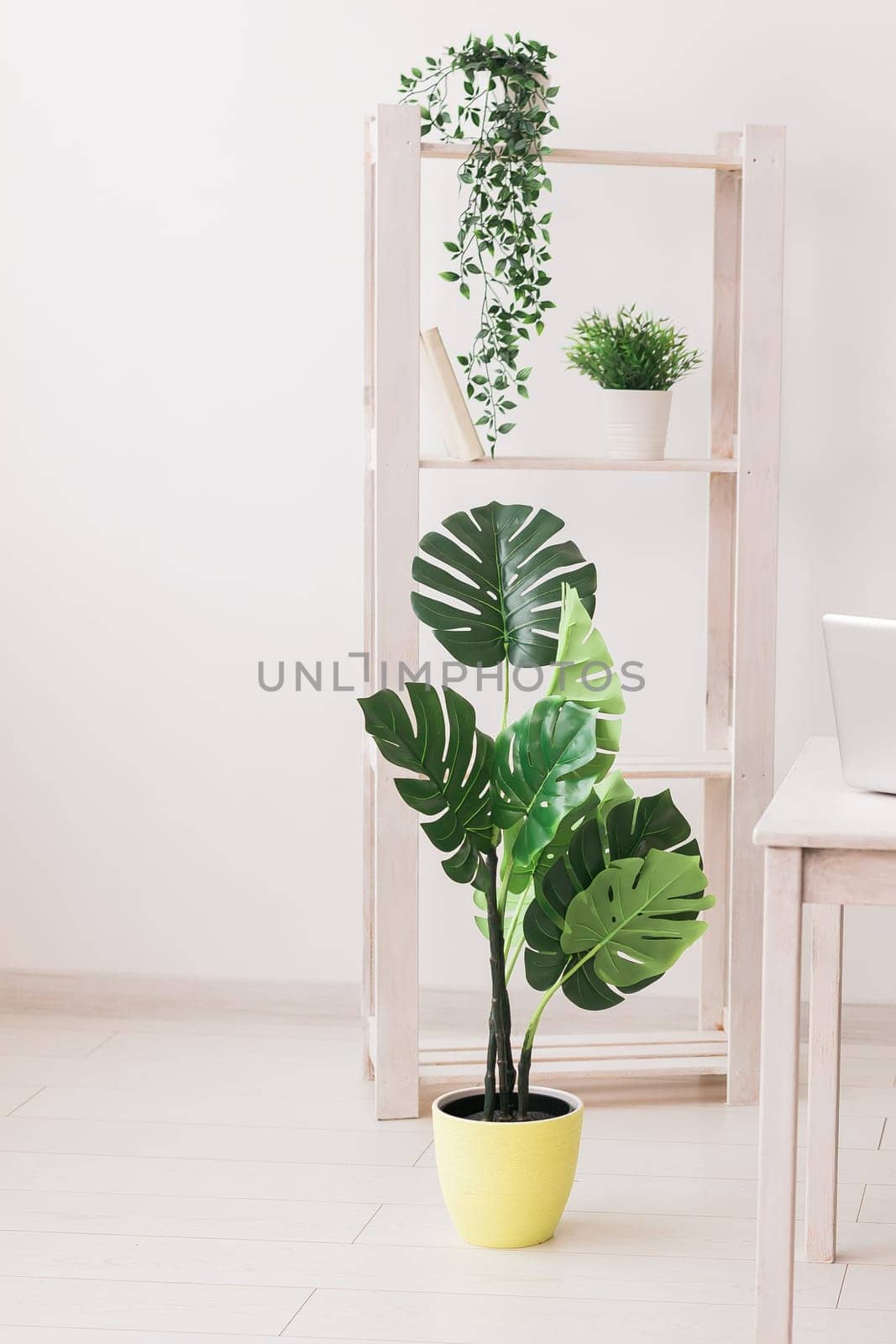 Collection of various artificial home plants. Home greenery interior design with plants concept by Satura86