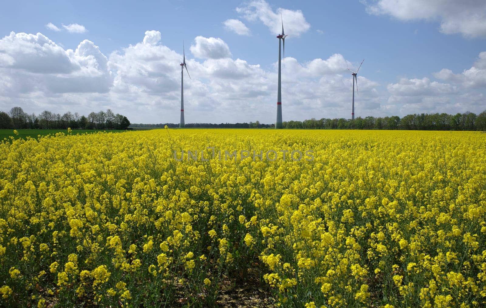 Two forms of alternative energy. Rapeseed for the production of a substitute for diesel oil. Wind turbines for electrical power generation.