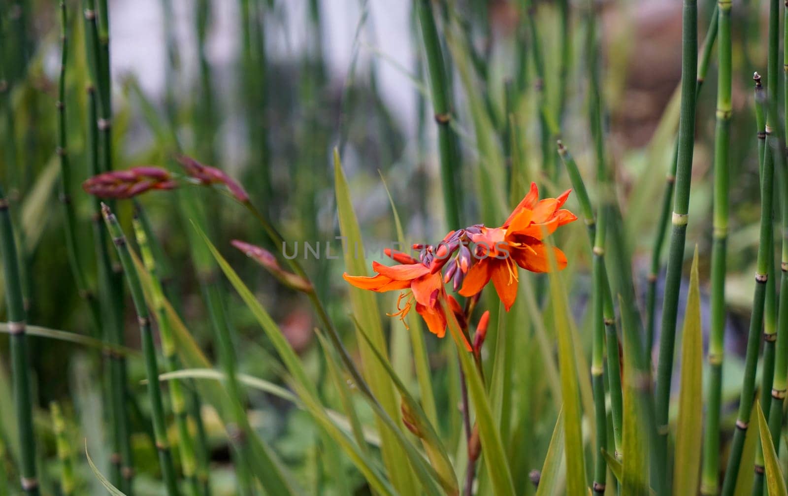 Front view on an orange Montbretia flower growing amongst a plant that is probably member of the horsetail family