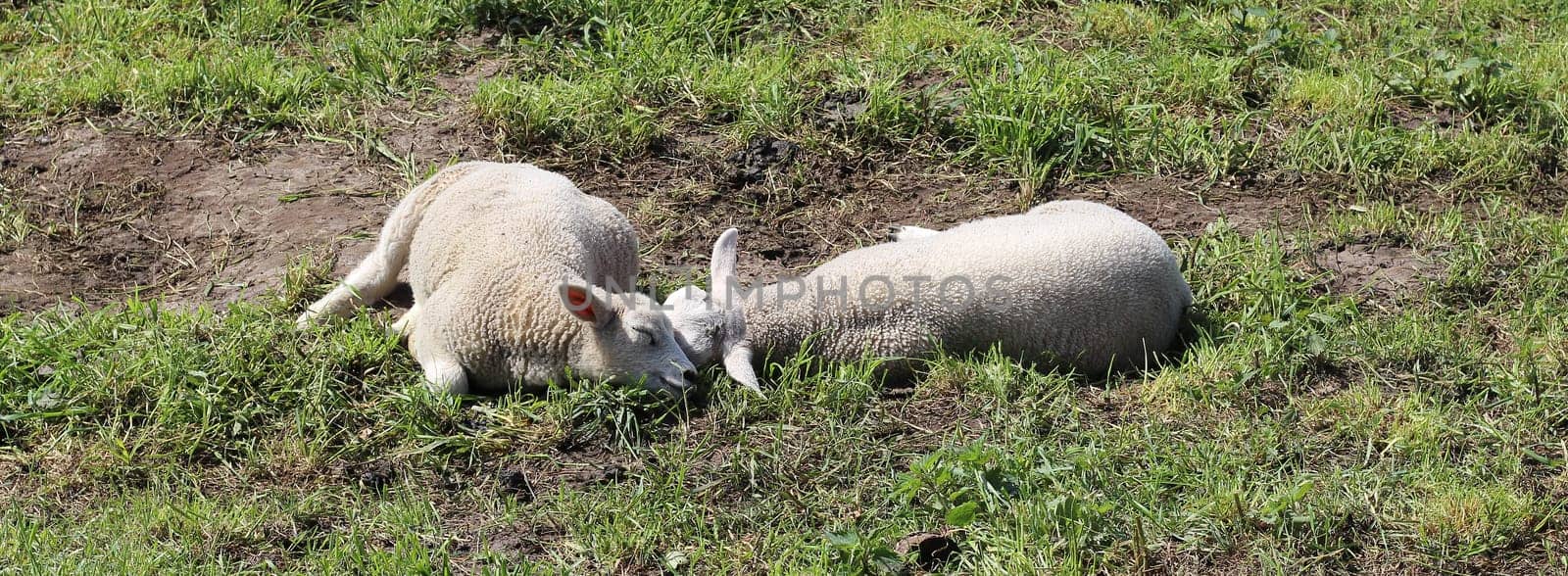Two happy lambs with round bellies in dreamland