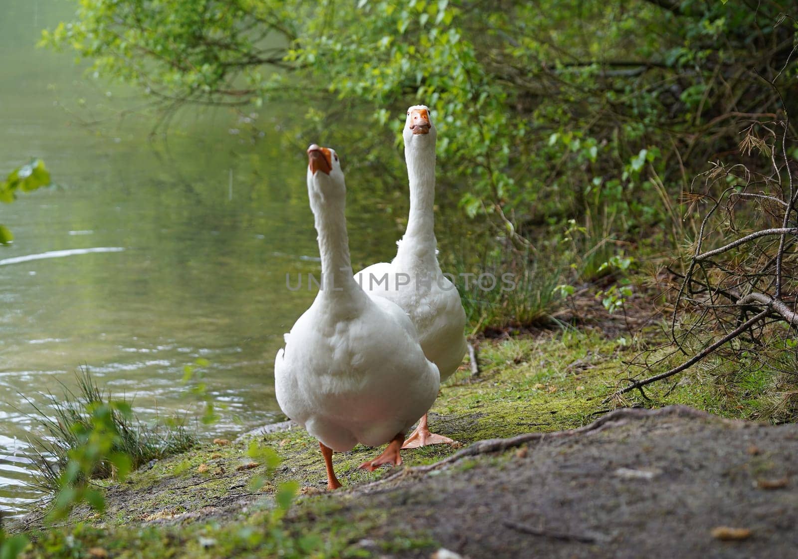 Two irritated Emden geese getting out of the water. This photographer should leave!
