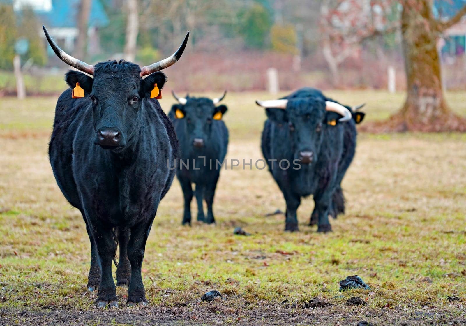Three visible black Dexter cows and one hidden. Dexter cattle are a breed of cattle originating in Ireland. Dexters are classified as a small, friendly, dual-purpose breed, used for milk and beef