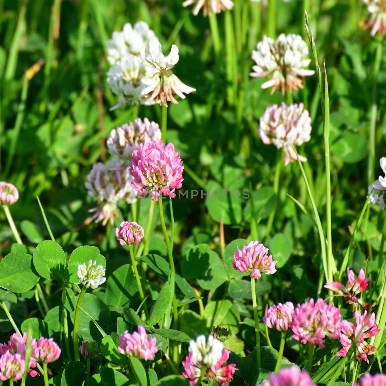 Clover blooms with white and pink flowers. wild meadow by olgavolodina