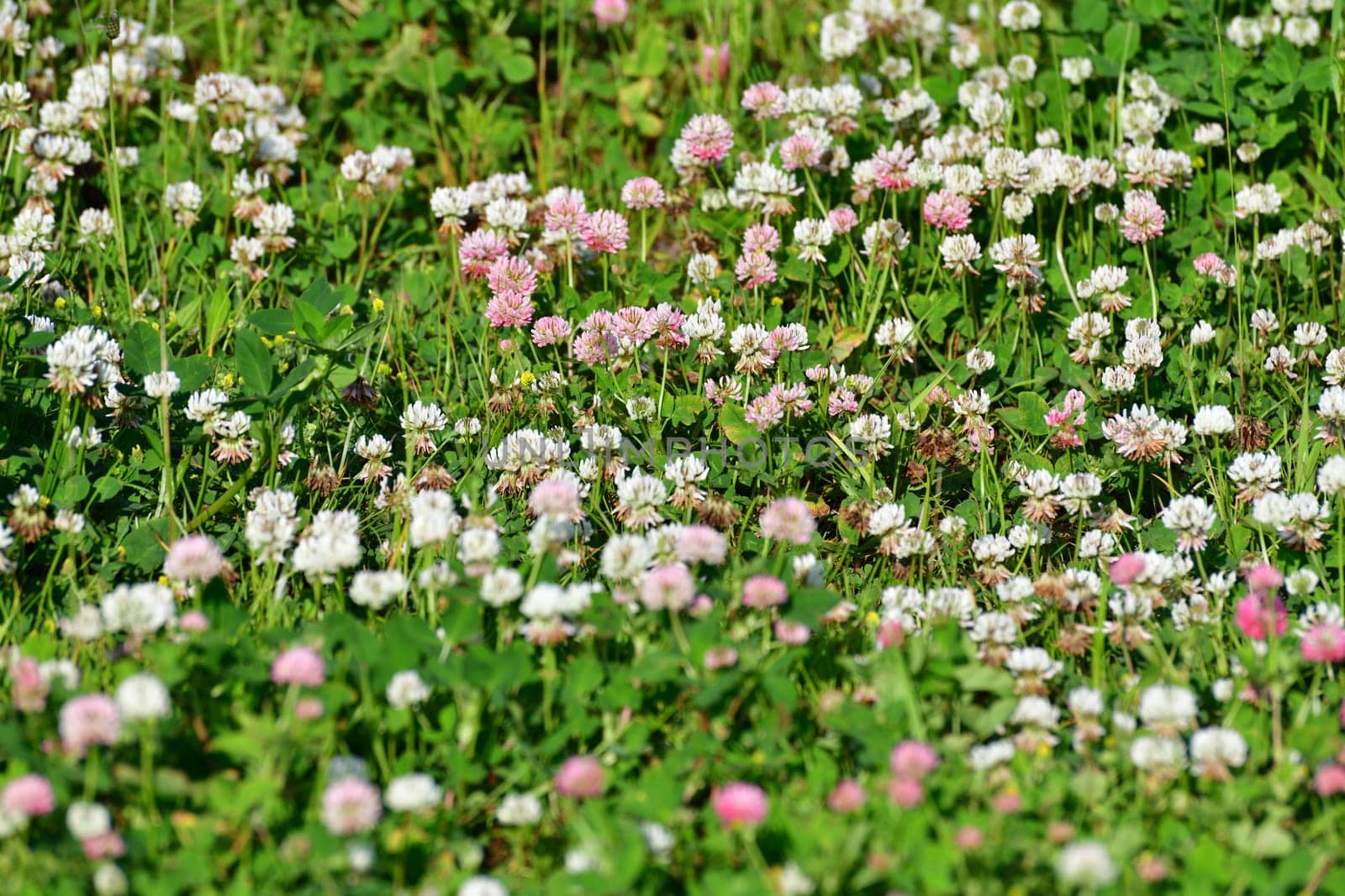 Clover blooms with white and pink flowers. A wild meadow