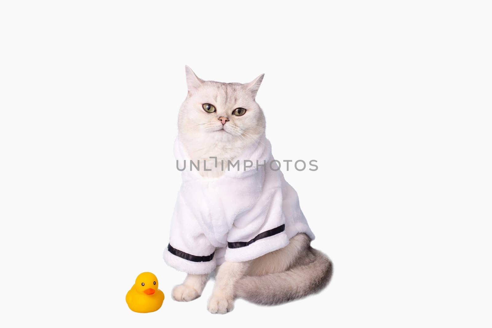 white cat is sitting in a white bathrobe, isolated on white background, next to a yellow rubber duck, looking at camera. Copy space
