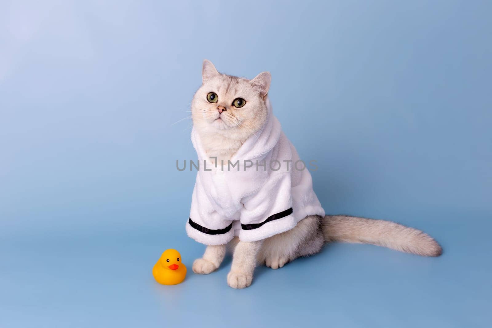 Cute white cat is sitting in a white bathrobe, on a blue background, next to a yellow rubber duck after bathing, looking away. Copy space