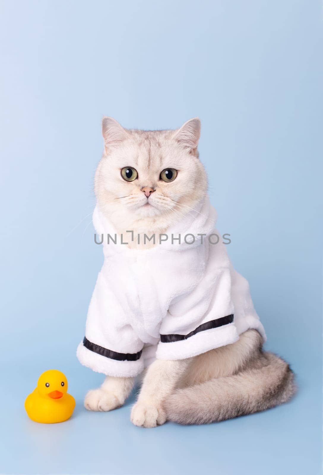 Pretty white cat is sitting in a white bathrobe, on a blue background, next to a yellow rubber duck, looking at camera. Vertical. Copy space