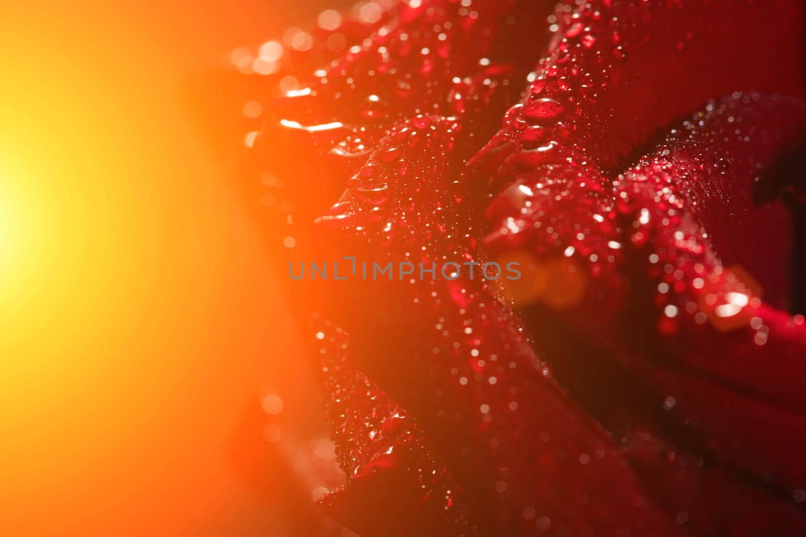 dark red rose with dew drops very close-up.