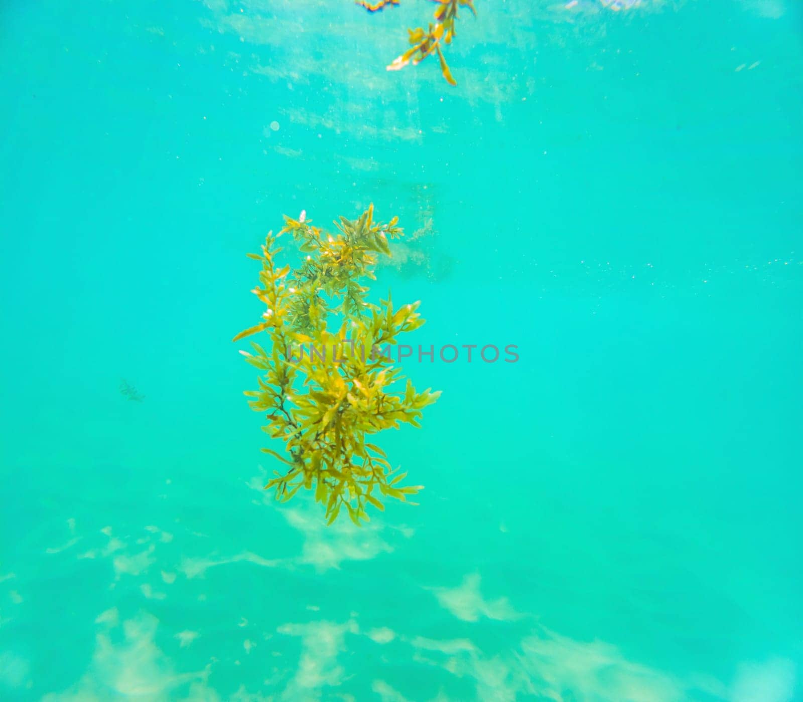 Closeup underwater shot of brown Sargassum algae floating at surface of shallow tropical sea.