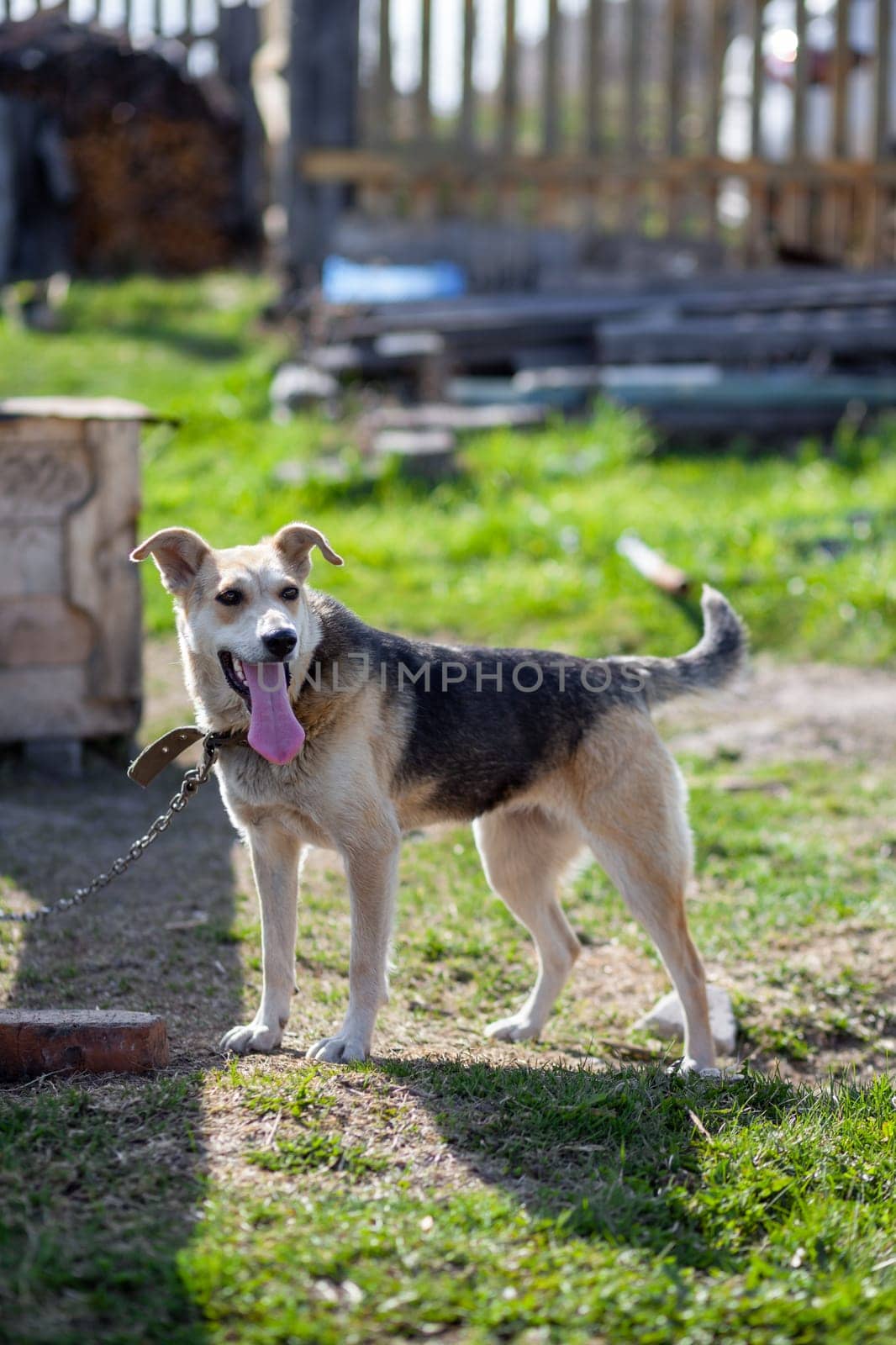 A cheerful big dog with a chain tongue sticking out. dog on a chain that guards the house. A happy pet with its mouth open. Simple dog house in the background