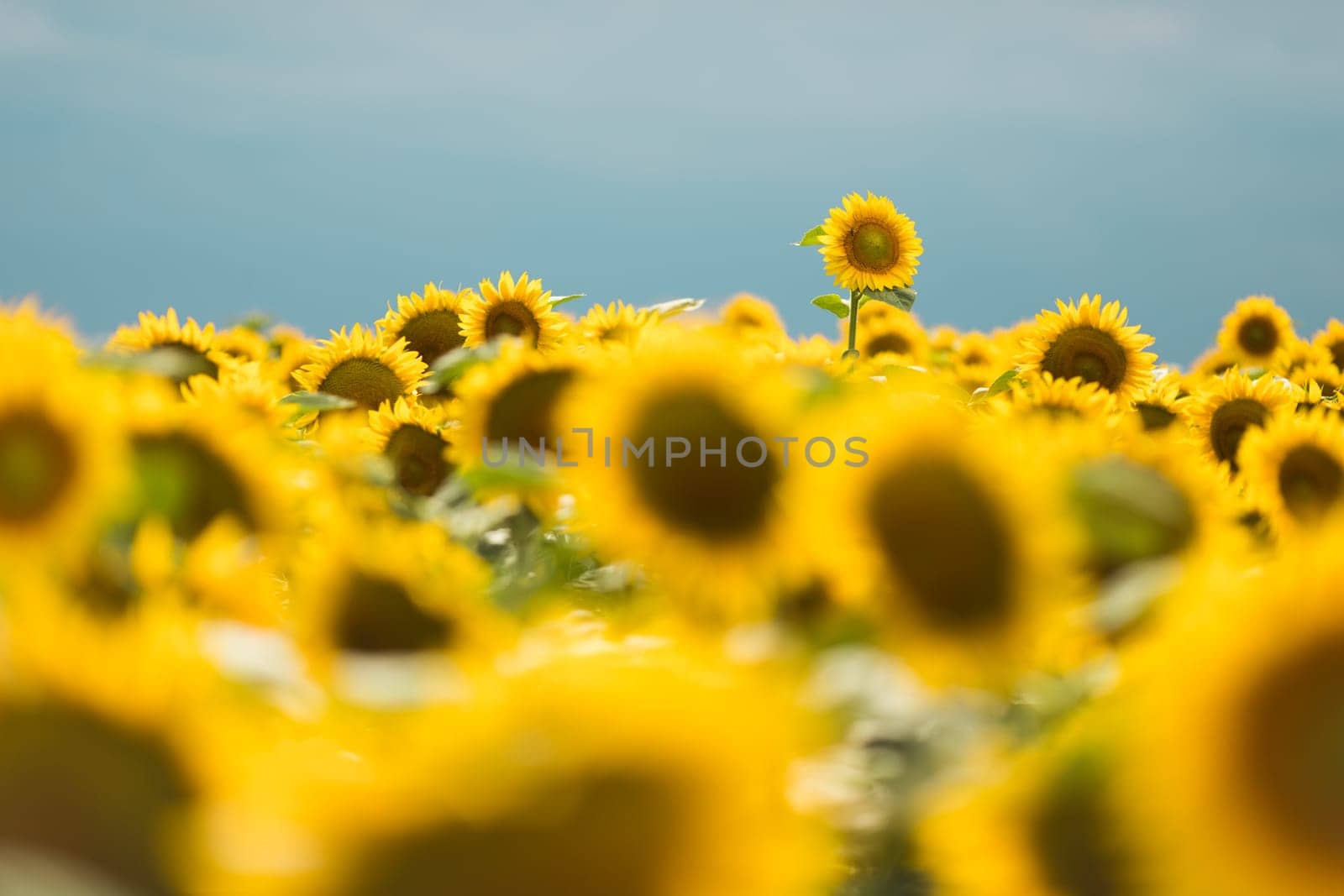 Standing out from the crowd concept. Wonderful panoramic view of field of sunflowers by summertime. One flower growing taller than the others. by kasto