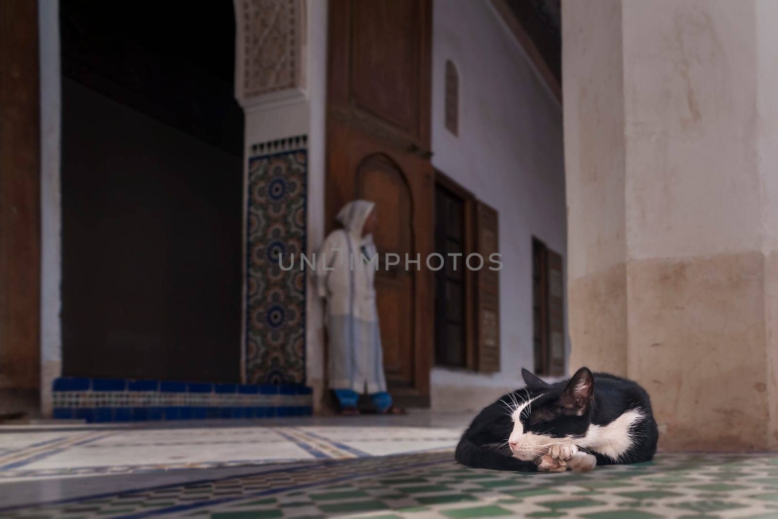 A sleeping cat in the bahia palace in marrakech