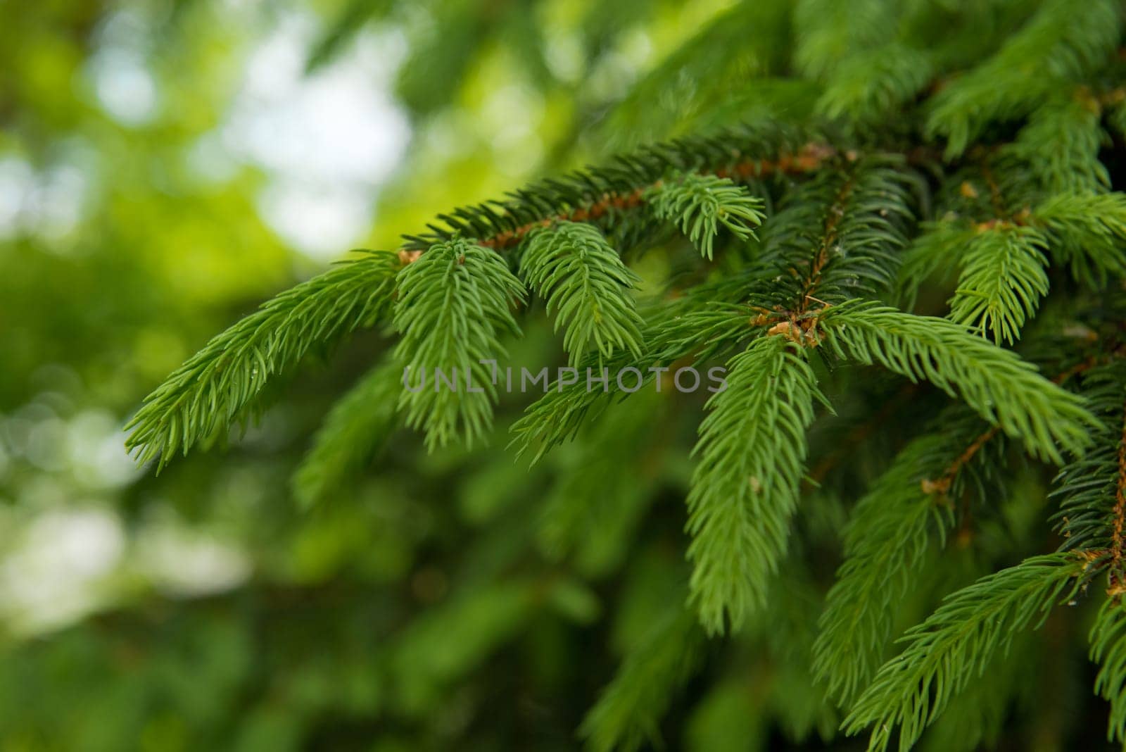 Green sprouts of a young spruce. Selective focus.