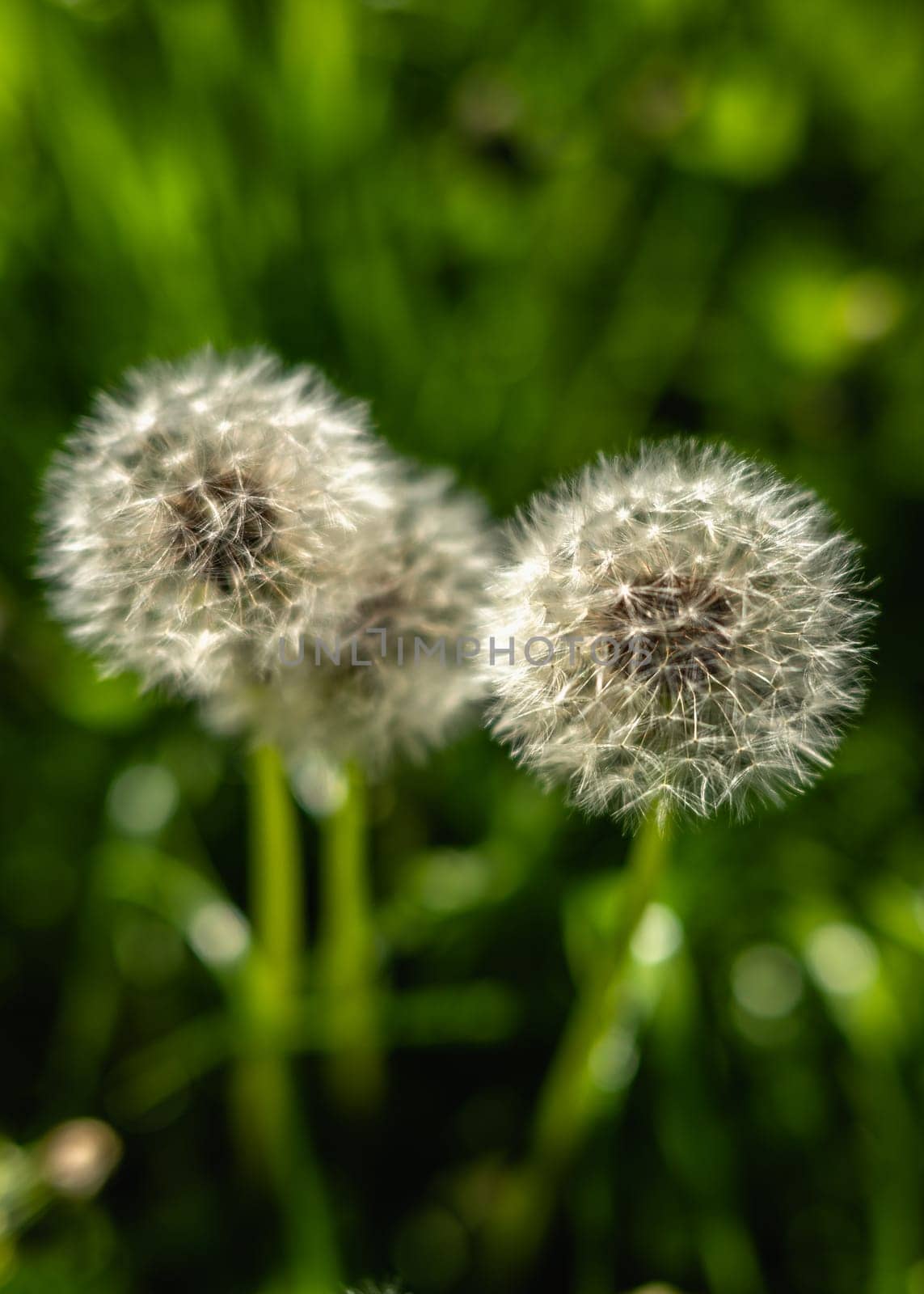 White dandelion flowers on a green grass meadow on a sunny spring day