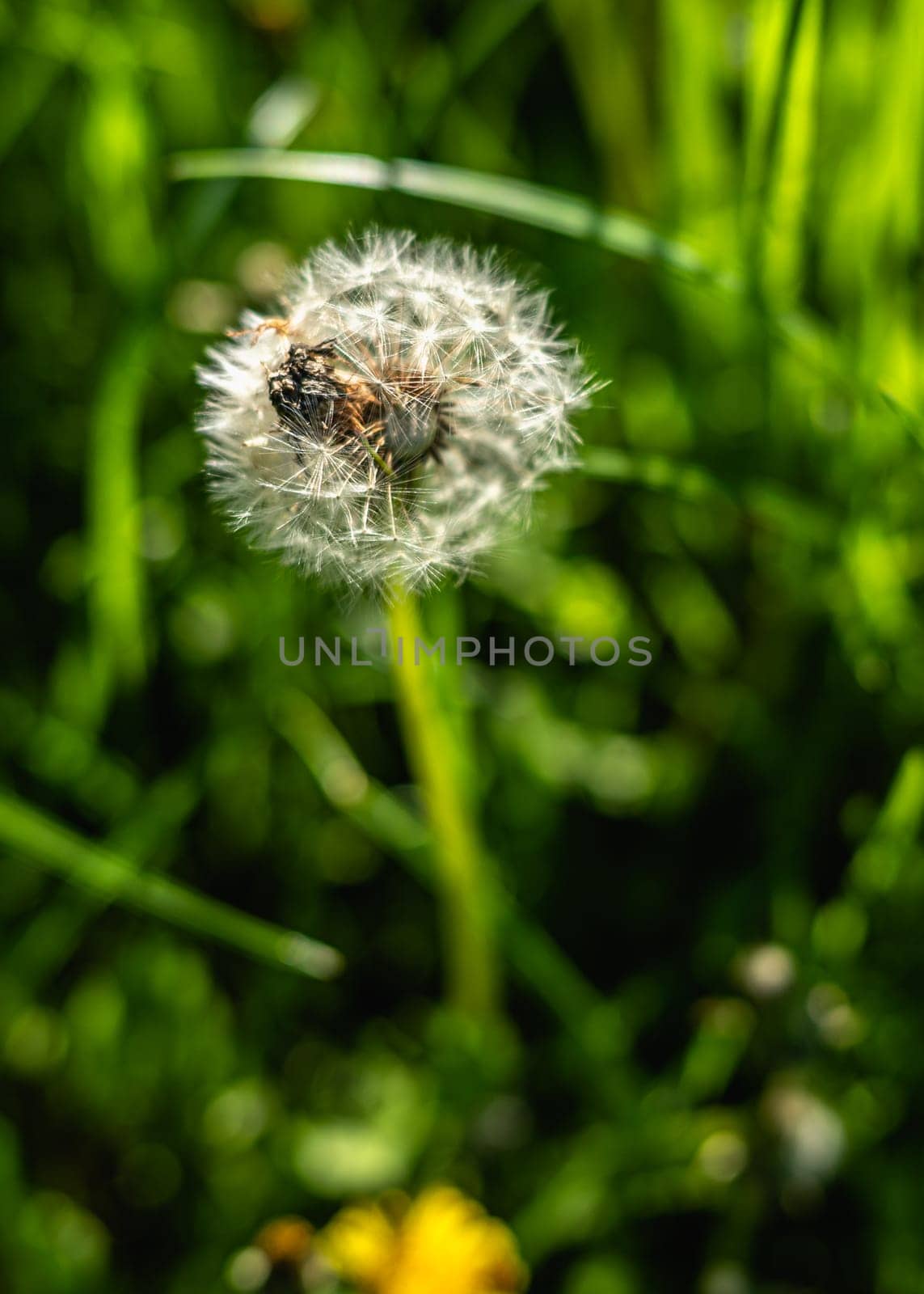 White dandelion flowers on a green meadow by Multipedia