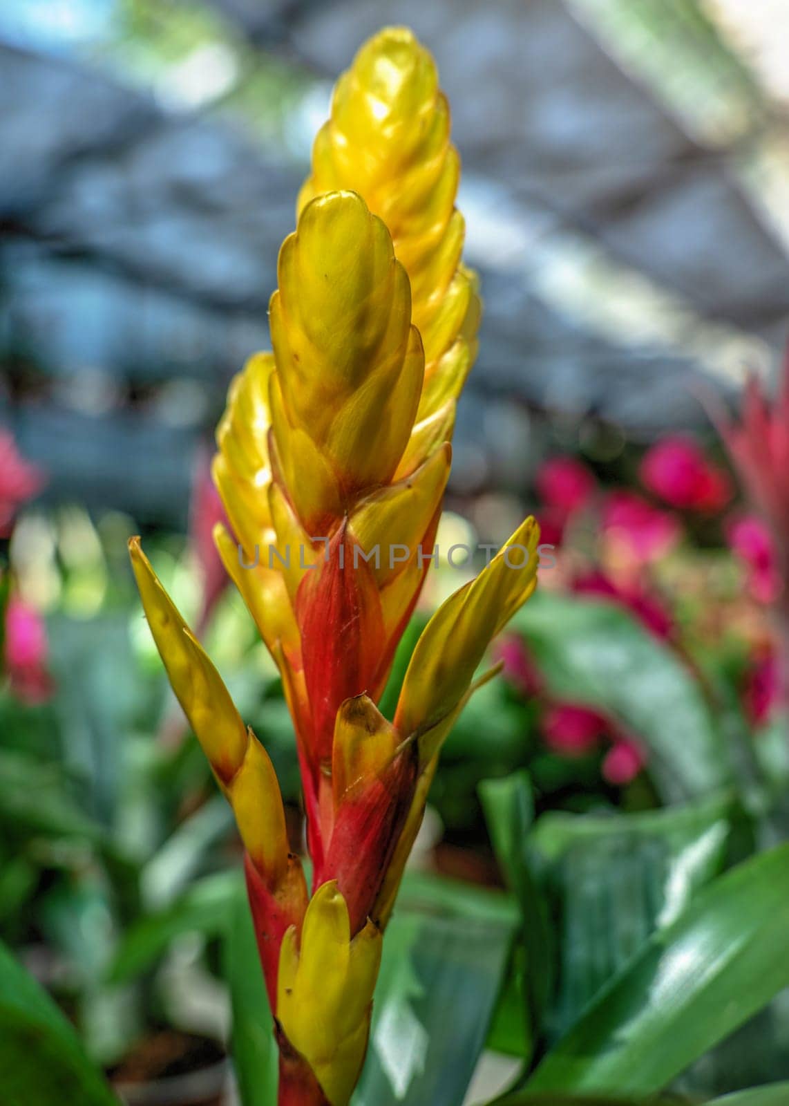 yellow frisee bromeliad against the background of green leaves on a sunny spring day