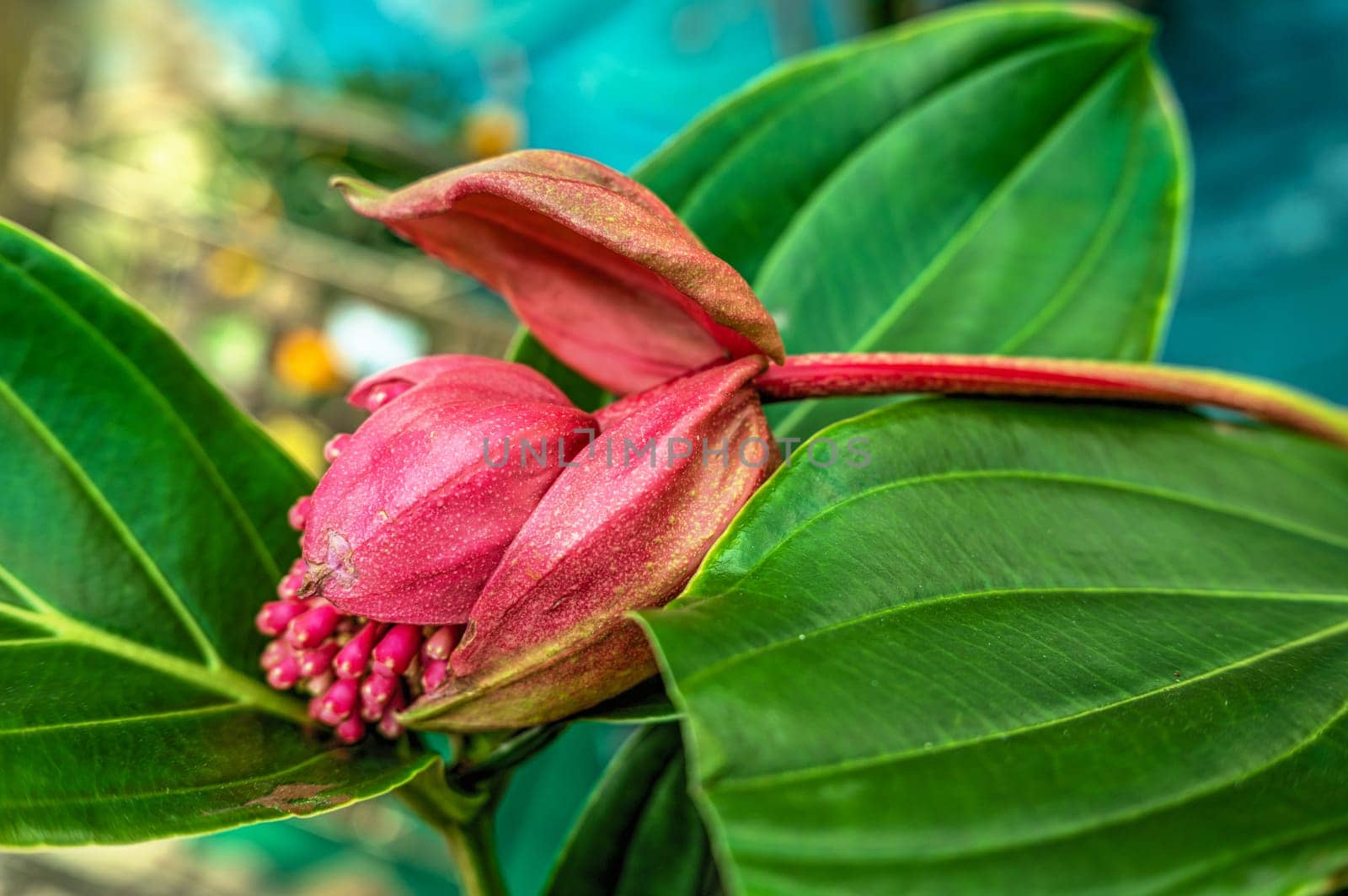 Red Medinilla flower in nature by Multipedia